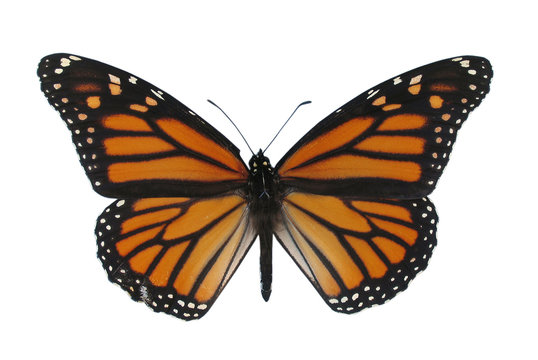 monarch butterfly, isolated against white backgrou