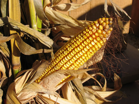 ripe stalk of corn