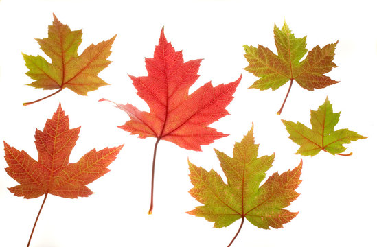 six maple leaves on white