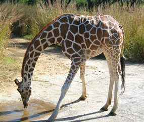 giraffe drinking water  
