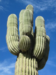 giant cactus    