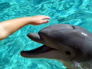 Zelfklevend Fotobehang Dolfijn een dolfijn aaien