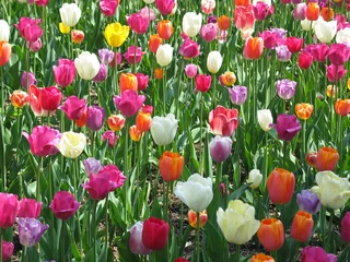 Printed kitchen splashbacks Tulip field of tulips