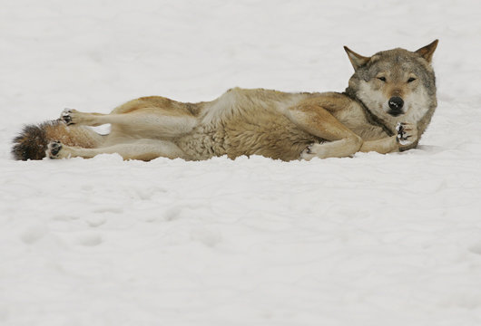 the wolf pleasure
