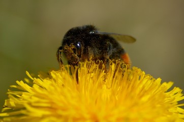 working bee