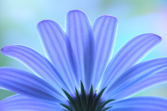 Fototapeta blue anemone