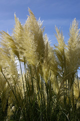 pampas grass 01