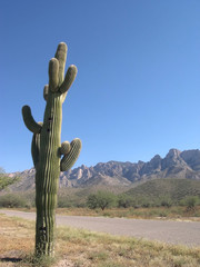 cactus scene
