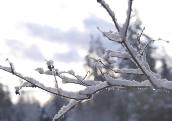 snow covered branch