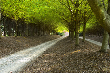 country road
