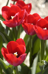 tulips 3689
