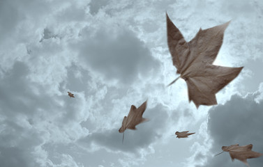 feuilles mortes 1