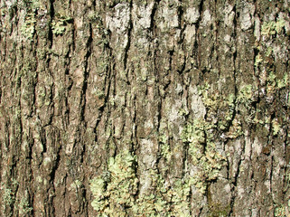 écorse d'arbre (arbreécorse0002—g.jpg)