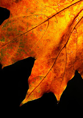 maple leaf against the sun