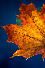 maple leaf against the blue