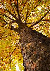 surface of chestnut  bark