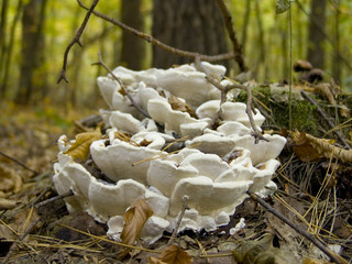 white mushrooms on old stump
