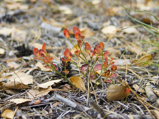 bilberry-bush