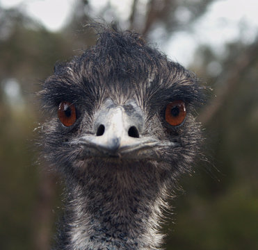 Emu. Portrait.