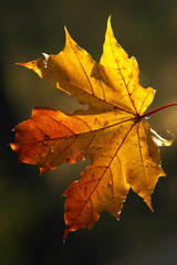 Fototapeta na wymiar Piękno formy jesienią