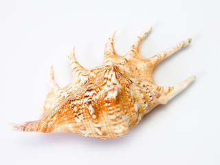 Fototapeta premium sea shell #1