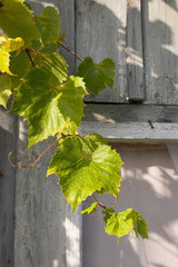 autumn grapevine