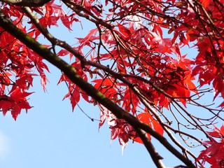 red maple tree