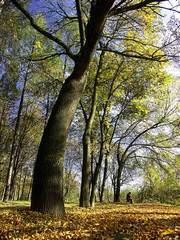 in the park in fall