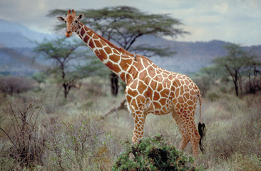 girafe de masai mara