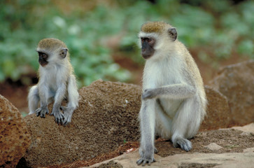 singes de l'ile maurice