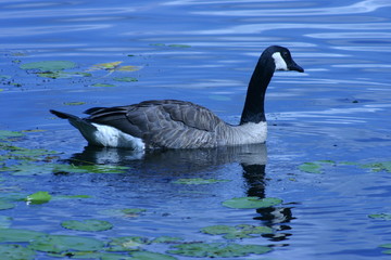 canadian goose swimming on blue lake