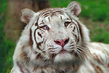 tigre de sibérie