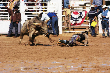 rodeo action