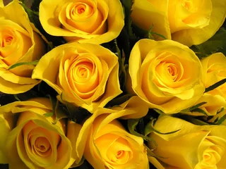 Papier Peint photo Lavable Macro un bouquet de roses jaunes