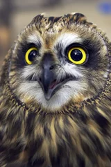 Abwaschbare Fototapete Eule owl