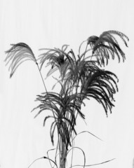 dry plant