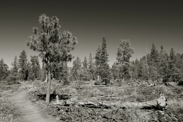 lava cast forest, newberry national monument