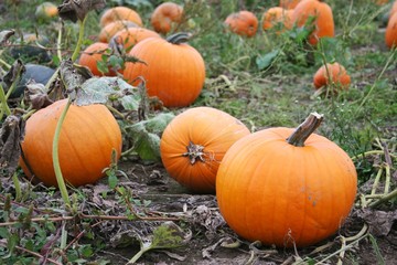 pumpkin trail
