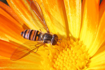 hoverfly on the calendula.