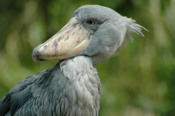 shoe bill
