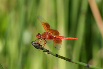 red dragonfly (flame skimmer)