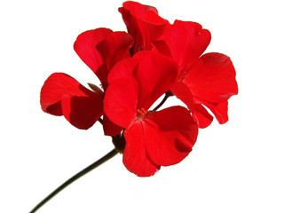 Fototapeta geranium flower obraz