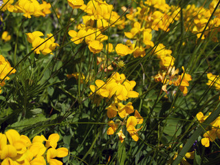 mountain flowers [2]