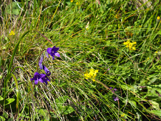 mountain flowers [3]