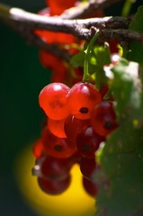 red currant