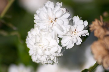 Obraz na płótnie Canvas little white flowers