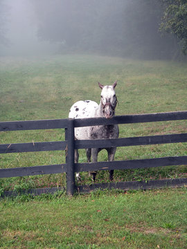 Unfixed Stallion Imágenes de Uncastrated: descubre bancos de fotos, ilustraciones ...