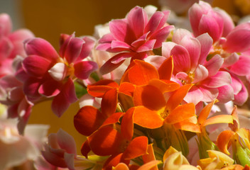 Obraz na płótnie Canvas flowers of kalanchoe