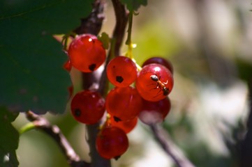 red currant