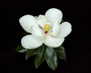 Obrazy  magnolia